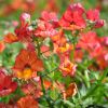 Nemesia hybride 'Sunsatia'