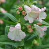 Penstemon hartwegii 'Phoenix' blanc fleurs