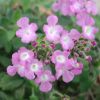 Lantana sellowiana 'Lilas'