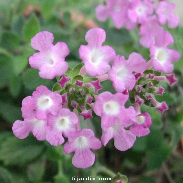 Lantana sellowiana 'Lilas'