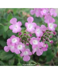 Lantana sellowiana 'Lilas'