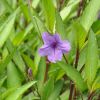 Ruellia 'Brittoniana'