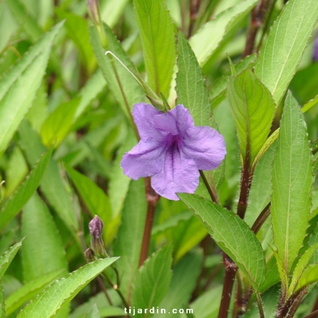 Ruellia 'Brittoniana'