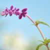 Salvia leucantha