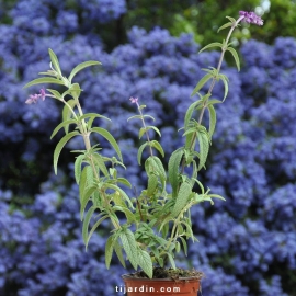 Salvia leucantha