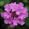 Lantana sellowiana 'Violet'