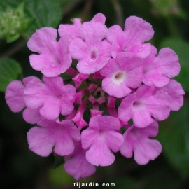 Lantana sellowiana 'Violet'