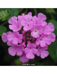 Lantana sellowiana 'Violet'