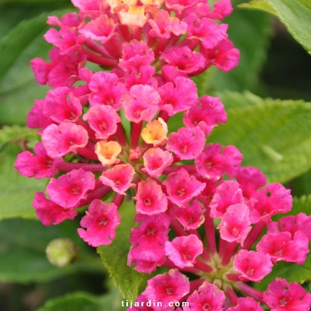 Lantana camara 'Bandana Cherry'