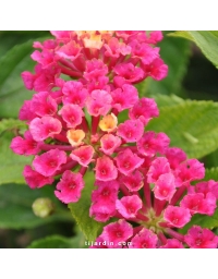 Lantana camara 'Bandana Cherry'