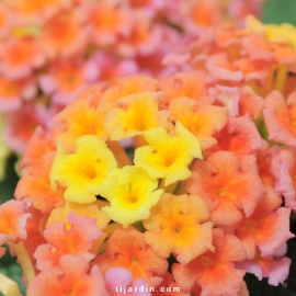 Lantana camara 'Bandana Peach'