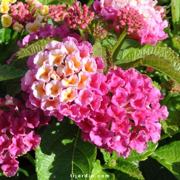 Lantana camara 'Bandana Pink'