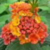 Lantana camara 'Bandana Red'