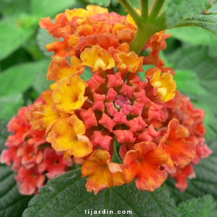 Lantana Camara &#039;Bandana Red&#039; : fleurs rouge abondantes - Tijardin