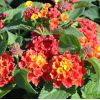 Lantana camara 'Bandana Red'