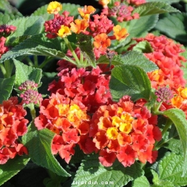 Lantana camara 'Bandana Red'