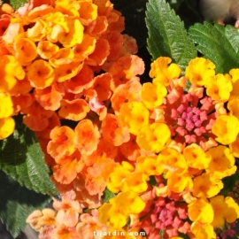 Lantana camara 'Bandana Sunrise Orange'