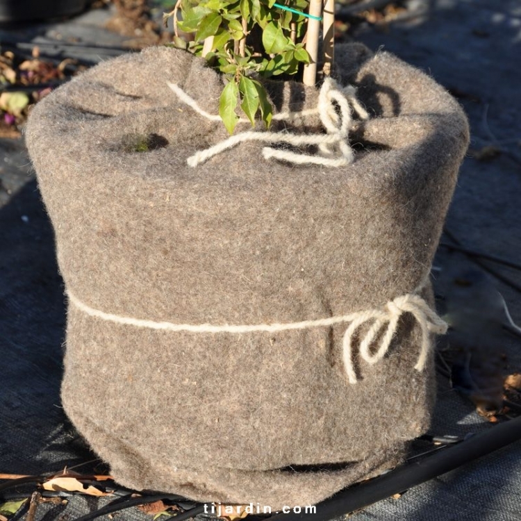 Manteau d'hivernage pour plantes