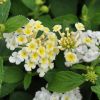 Lantana camara 'Bandana White'