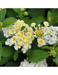 Lantana camara 'Bandana White'