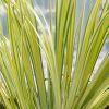 Acorus gramineus 'Ogon'