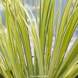 Acorus gramineus 'Ogon'