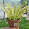 Acorus gramineus 'Ogon'