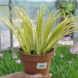 Acorus gramineus 'Ogon'