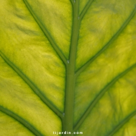 Alocasia macrorrhiza