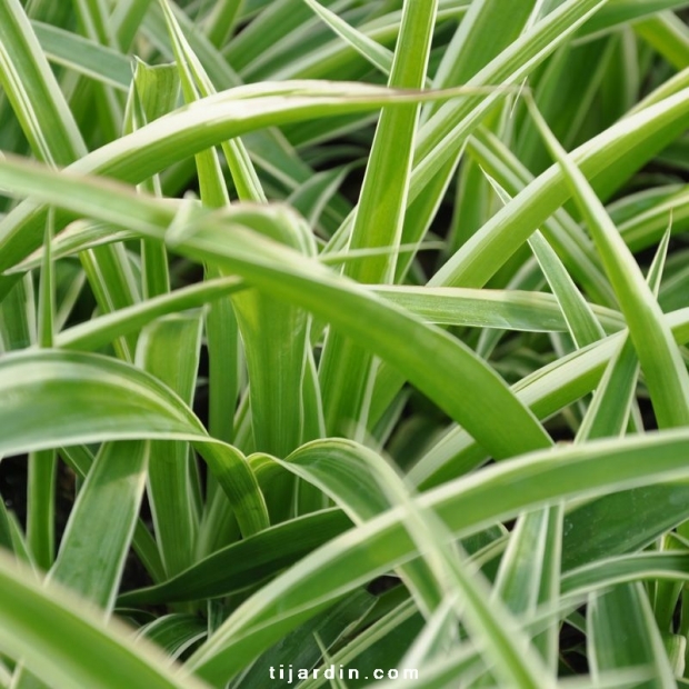 Chlorophytum cosmosum 'Variegata'