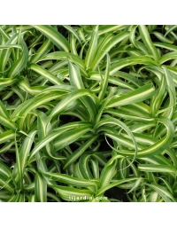 Chlorophytum comosum - Plante-araignée 'Variegata' tortueuse