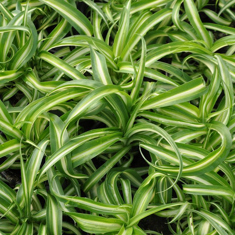 Chlorophytum Comosum 'Variegata' tortueux : une plante-araigne au  feuillage panach et boucl - Tijardin