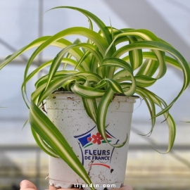 Chlorophytum cosmosum 'Variegata' tortueux