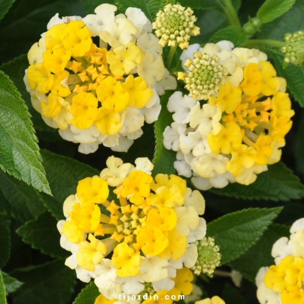 Lantana Camara &#039;Bandana Yellow&#039; : compact jaune &amp; blanc - Tijardin