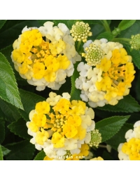 Lantana camara 'Bandana Yellow'