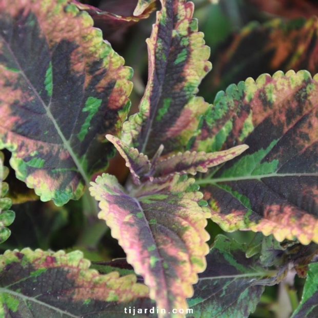 Coleus 'Combat'-Solenostemon Coleus 'Combat'-Solenostemon