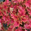 Coleus 'Copper'-Solenostemon