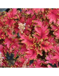 Coleus 'Copper'-Solenostemon