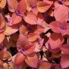 Coleus 'Ethna'-Solenostemon