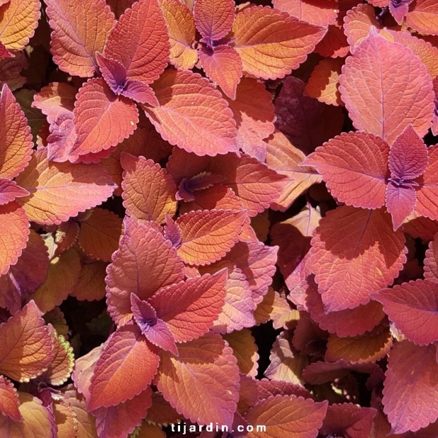 Coleus 'Ethna'-Solenostemon Coleus 'Ethna'-Solenostemon