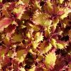 Coleus 'Henna'-Solenostemon