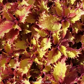 Coleus 'Henna'-Solenostemon