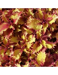 Coleus 'Henna'-Solenostemon