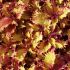 Coleus 'Henna' - Solenostemon
