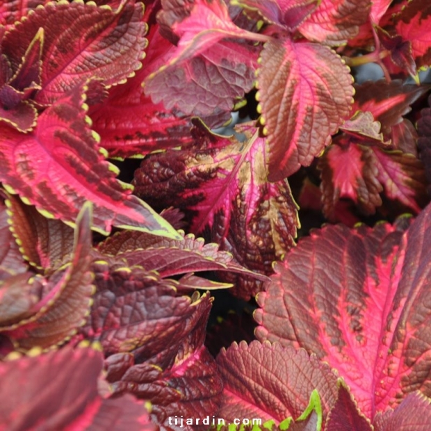 Coleus 'King Henry'-Solenostemon Coleus 'King Henry'-Solenostemon