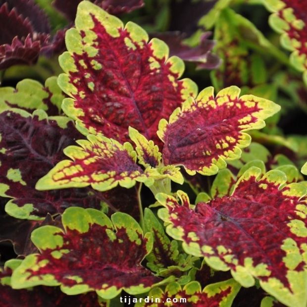 Coleus 'Mission Gem'-Solenostemon Coleus 'Mission Gem'-Solenostemon