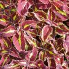 Coleus 'Saturan'-Solenostemon