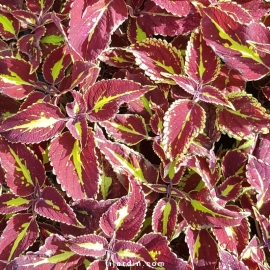 Coleus 'Caipiriatha'-Solenostemon