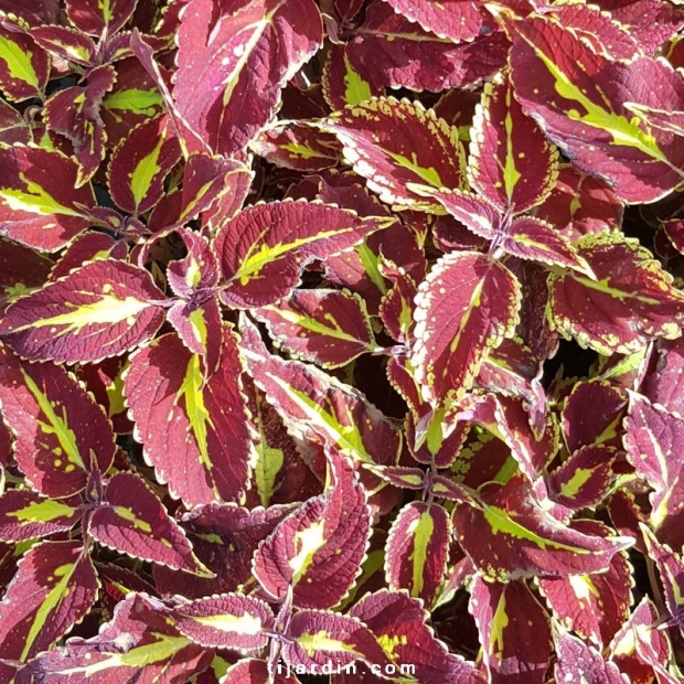 Coleus 'Saturan'-Solenostemon