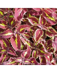 Coleus 'Saturan'-Solenostemon